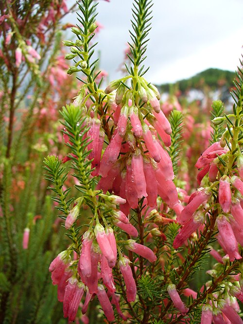 Fayl:Erica mammosa flower.jpg