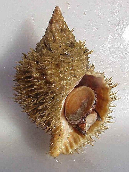 Fayl:Fusitriton oregonensis.jpg
