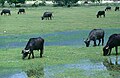 Buffalos yetishtirish, Kerkini koʻli