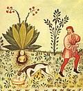 Mehrigyoh ildizini olish uchun itdan foydalanadigan o'rta asr o'simlik o'tqazuvchisi