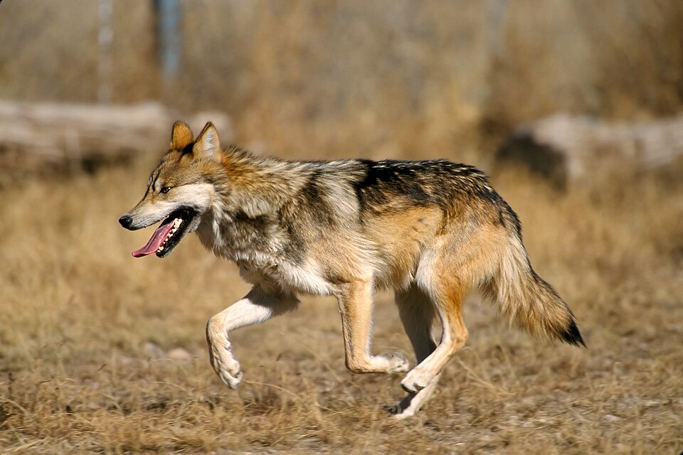 Fayl:Mexican Wolf 2 yfb-edit 1.jpg
