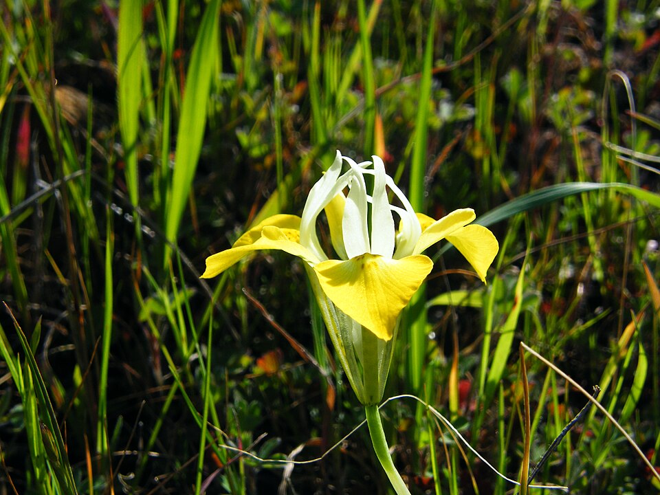 Fayl:Moraea macronyx flower.jpg