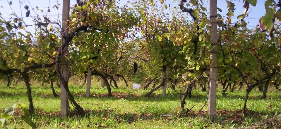 Fayl:Vlasotince vinogorje4.jpg