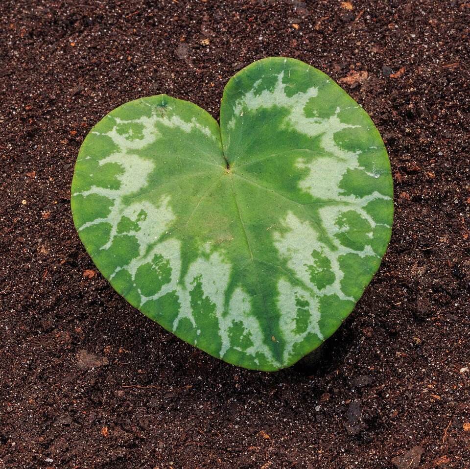 Fayl:Blad van Cyclamen purpurascens 02.jpg