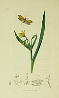 Jon Kertisning British Entomology asarining 6-jildidan illyustratsiya