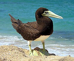 Brown booby standing at the edge of the water