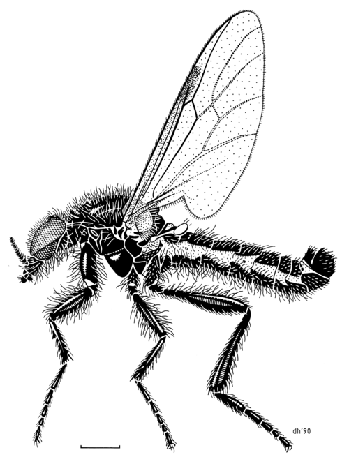 Fayl:DIPT Bibionidae Dilophus nigrostigma.png