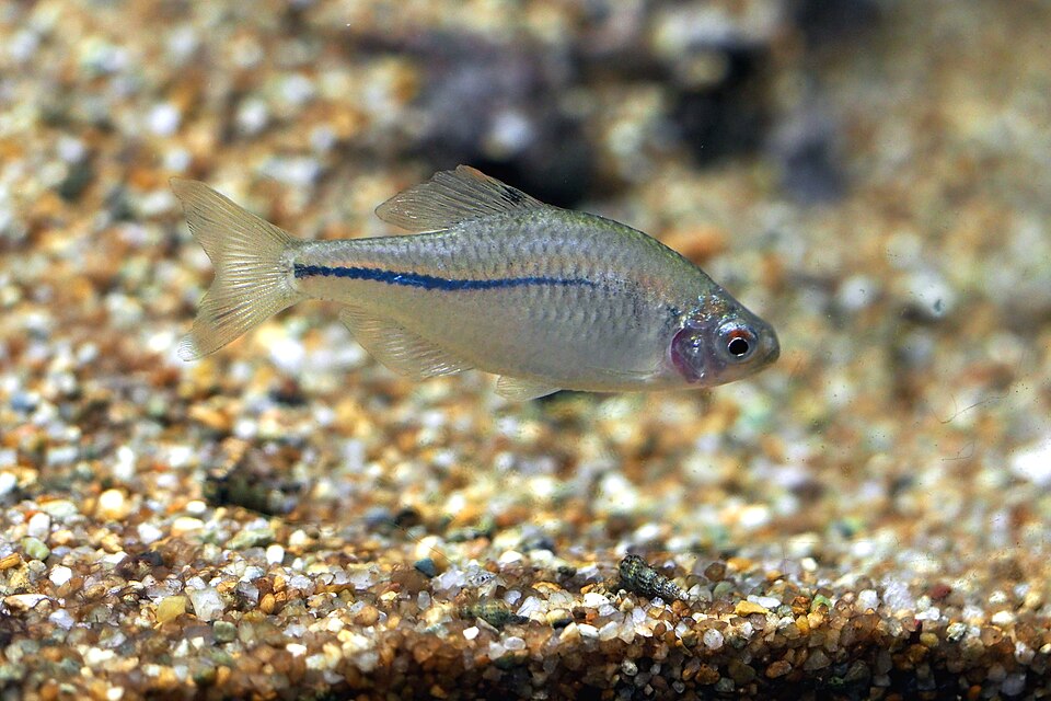 Fayl:Japan fish, Rhodeus sinensis (15600774319).jpg