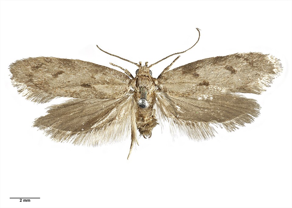Fayl:Leptocroca aquilonaris AMNZ21773.jpg