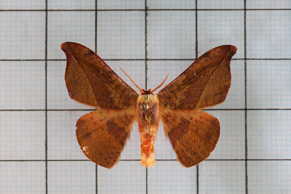 Fayl:Oreta extensa5.jpg