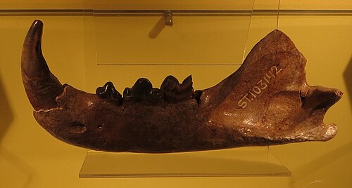Mandible, Rotterdam
