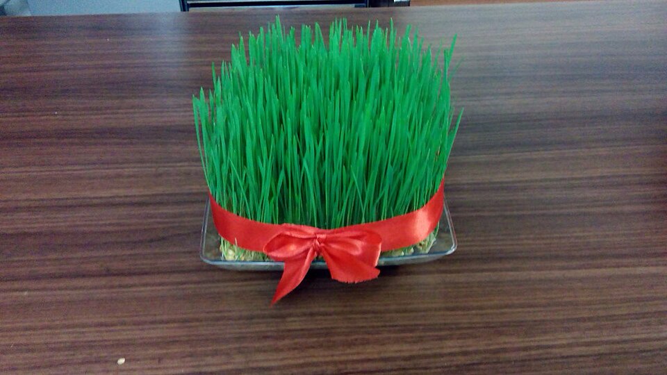 Fayl:Sabzeh, displayed during Nowruz.jpg