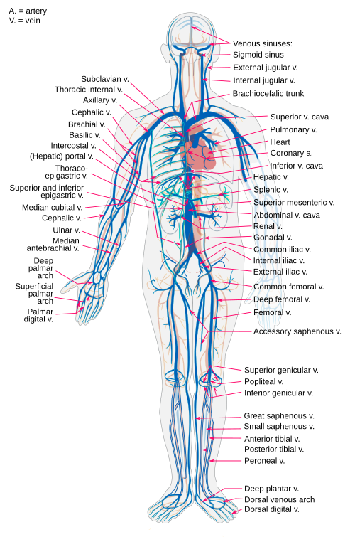 Fayl:Venous system en.svg