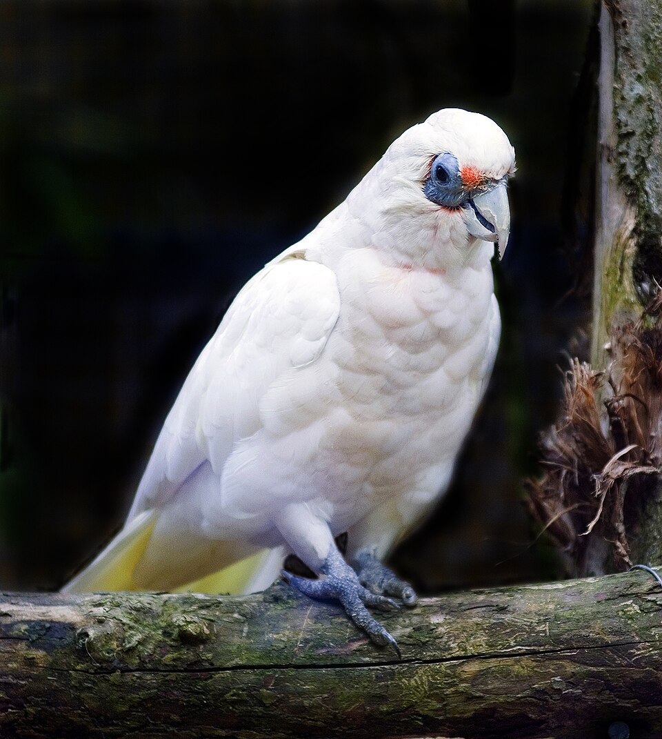 Fayl:Cacatua pastinator -Blackpool Zoo-8a.jpg