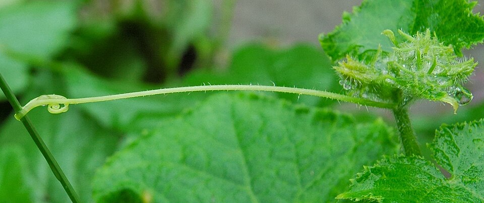 Fayl:Cucumis sativus 001.jpg