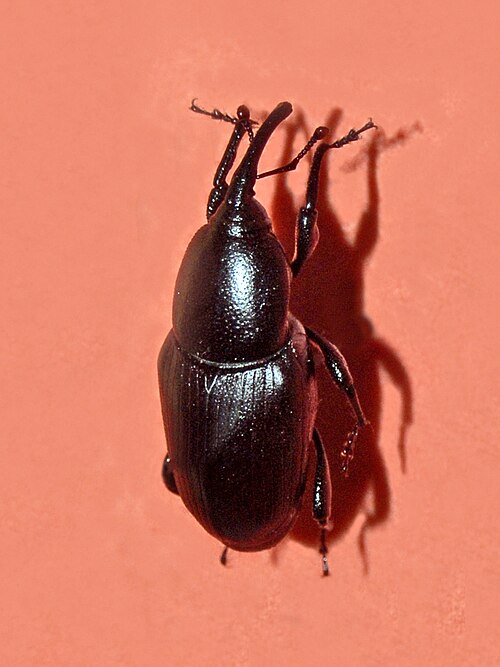 Fayl:Curculionidae - Sphenophorus piceus.jpg