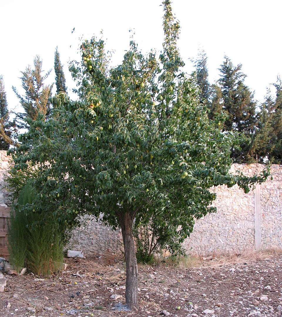 Fayl:Pear tree.jpg