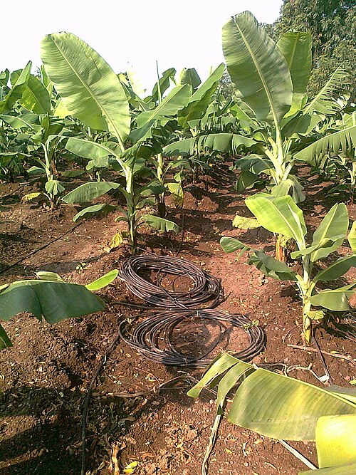 Fayl:Banana Drip Irrigation At Chinawal.jpg