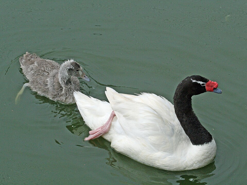 Fayl:Black-necked Swan SMTC.jpg