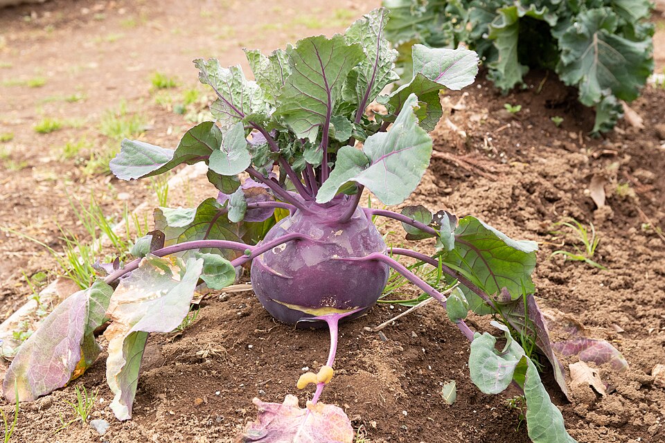 Fayl:Brassica oleracea var. gongylodes 01.jpg