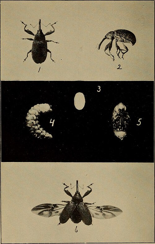 Fayl:Bulletin (1904) (20402387206).jpg
