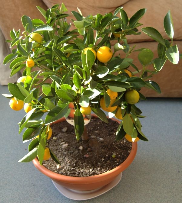 Fayl:Calamondin.jpg