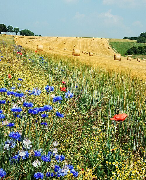 Fayl:Field Hamois Belgium Luc Viatour.jpg
