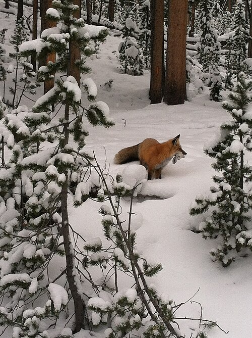 Fayl:Fox (11983225834).jpg