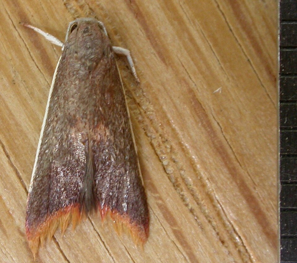 Fayl:Hemibela callista.jpg