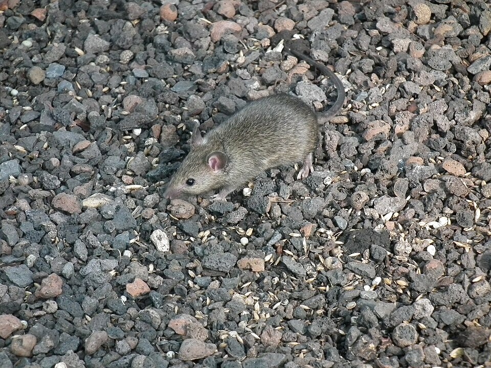 Fayl:Maus im Haus.JPG