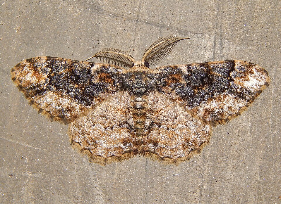 Fayl:Microcalicha minima.jpg