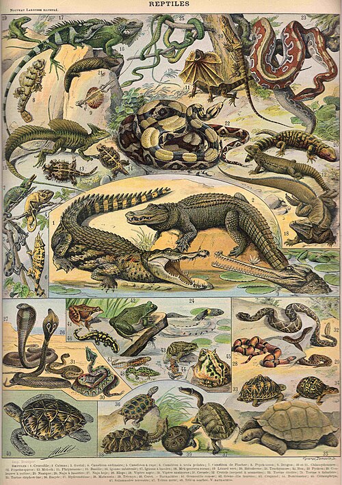 Fayl:Reptile003d.jpg