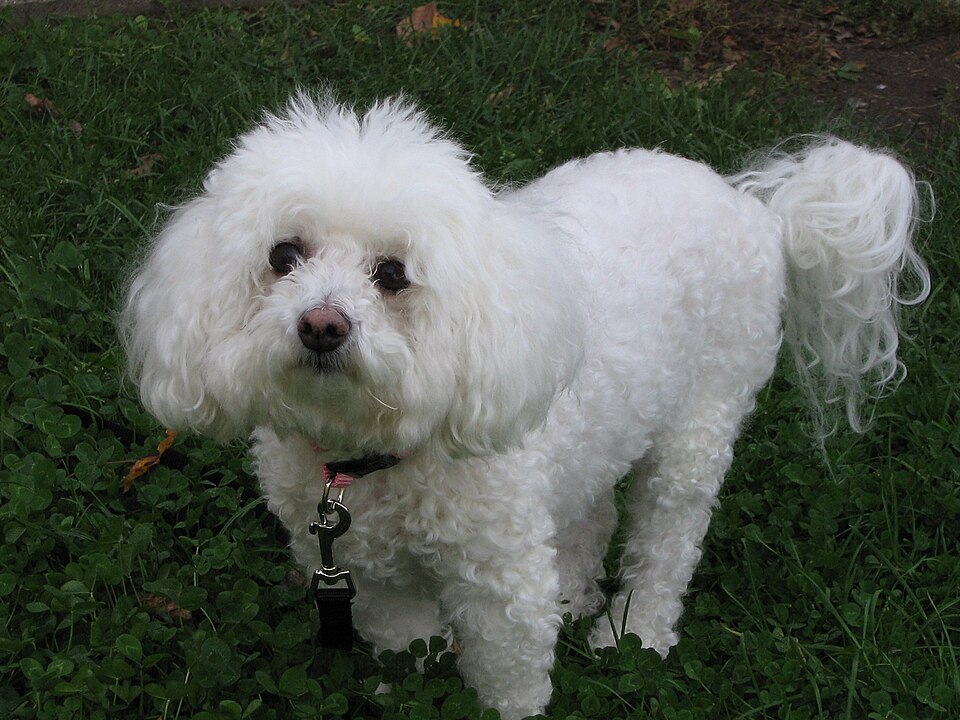Fayl:Bichon Frise.jpg
