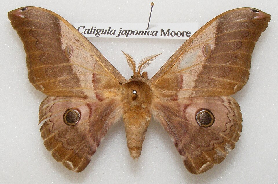 Fayl:Caligula japonica male sjh.jpg