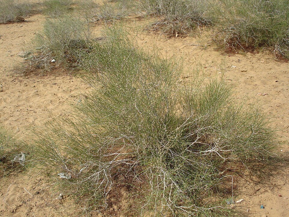 Fayl:Calligonum polygonoides.JPG