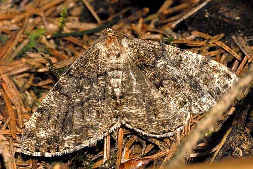 Deileptenia