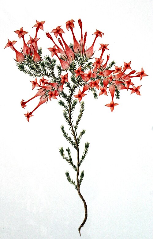 Fayl:Erica junonia00.jpg