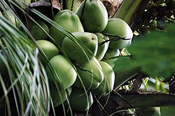 Cocos nucifera