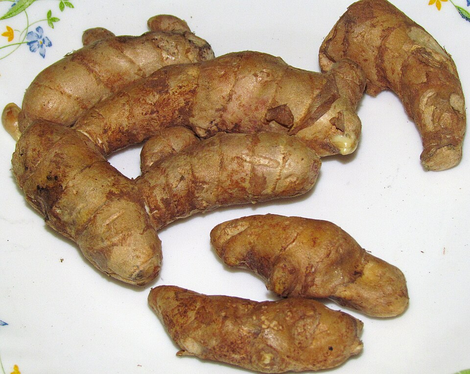 Fayl:Roots of Curcuma amada 3.JPG