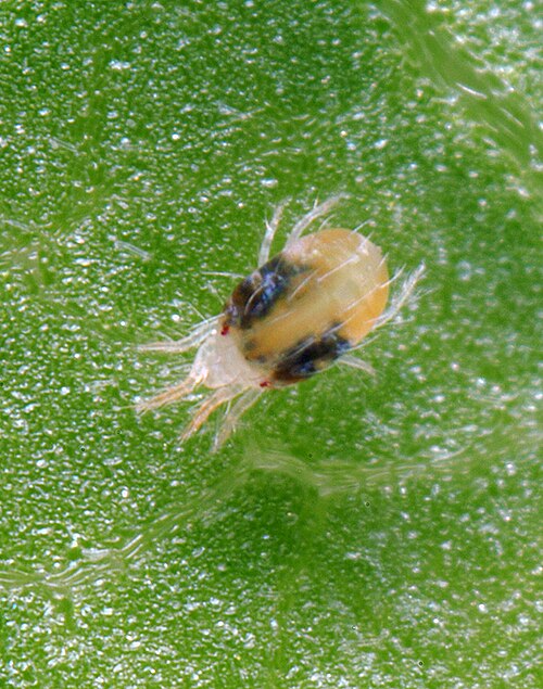 Fayl:Tetranychus-urticae.jpg