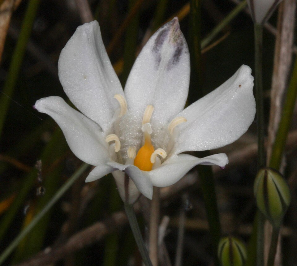 Fayl:Triteleia peduncularis May 30 2015.jpg