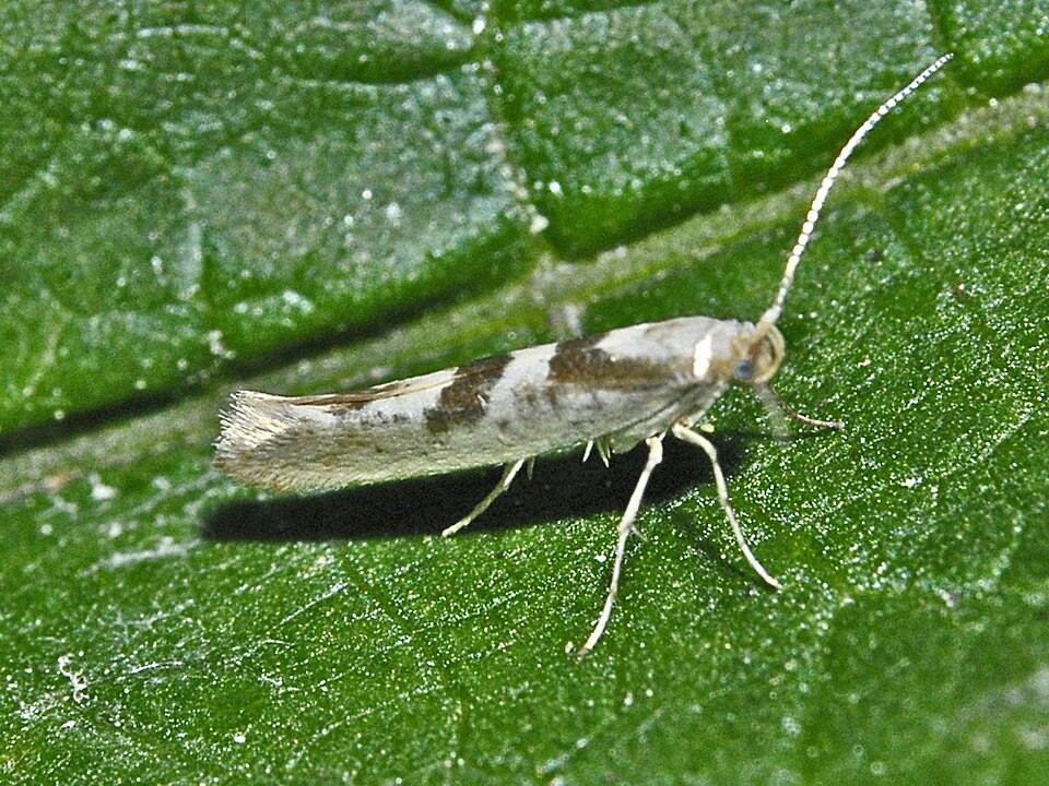 Fayl:Argyresthiidae - Argyresthia pygmaeella.JPG