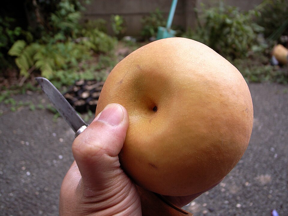 Fayl:Asian.pear-Pyrus.pyrifolia-07.jpg