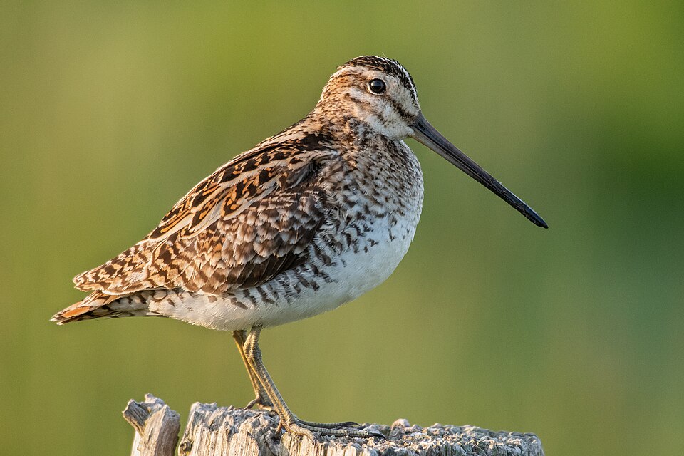 Fayl:Common snipe (Gallinago gallinago) 2022.jpg
