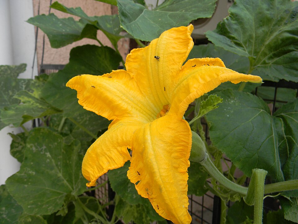 Fayl:Cucurbita maxima-1.JPG