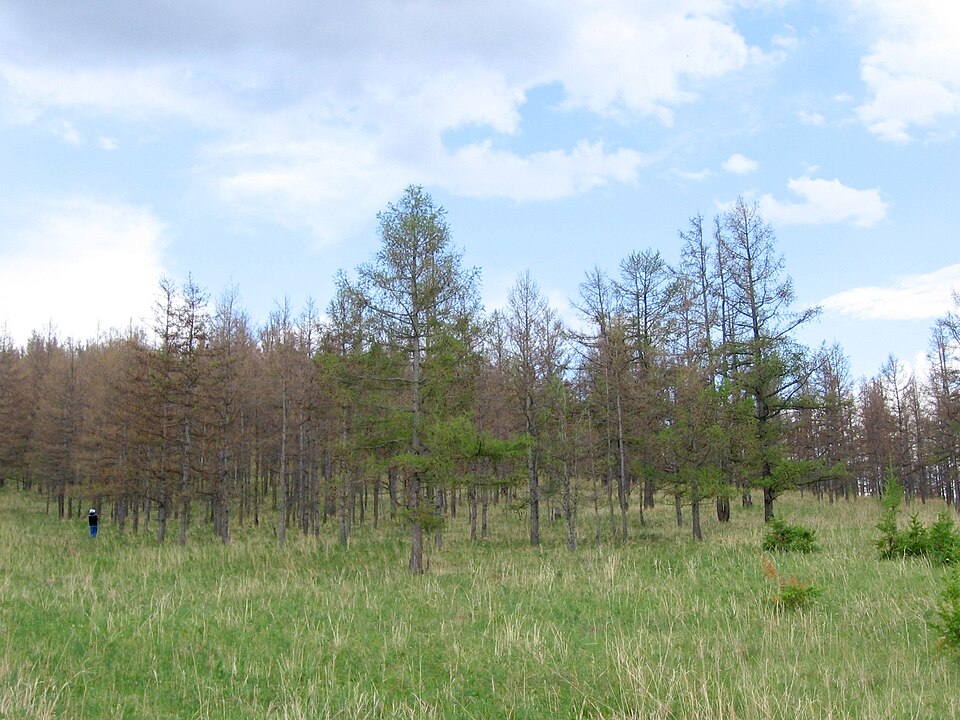 Fayl:Erannis jacobsoni infestation.jpg