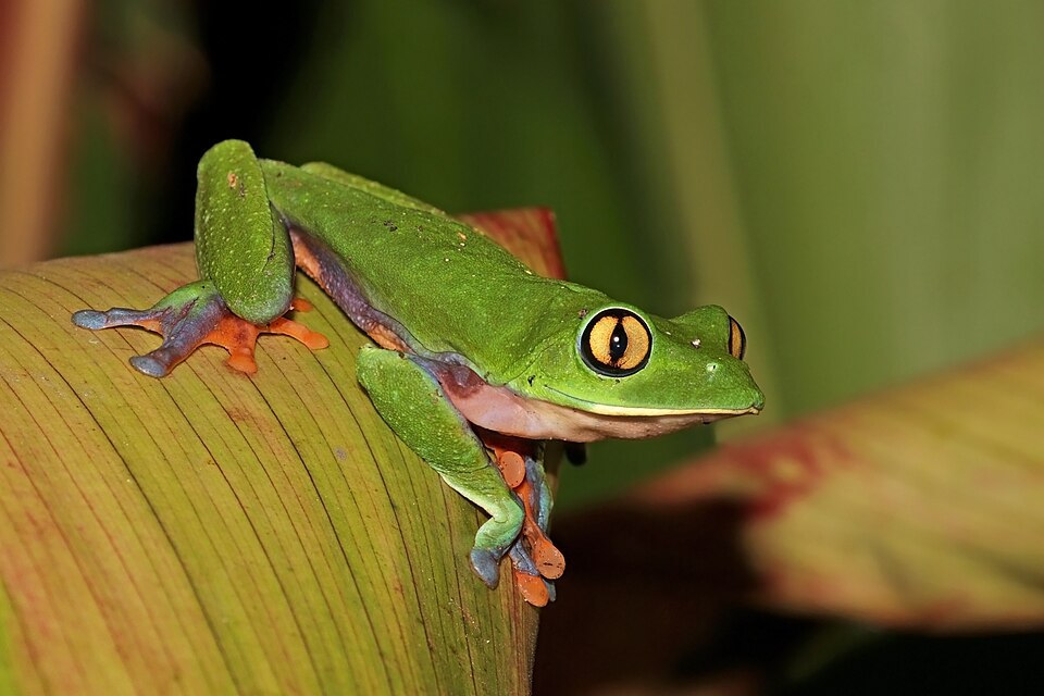Fayl:Golden-eyed tree frog (Agalychnis annae).jpg