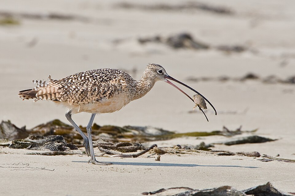 Fayl:Long-billed Curlew eating sand crab.jpg