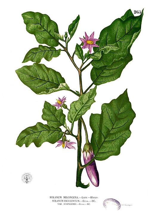 Fayl:Solanum melongena Blanco2.265.jpg