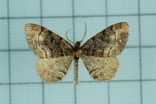 Alcis nubeculosa